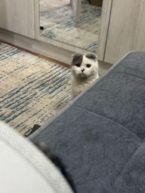 скотиш фолд ВЯЗКА