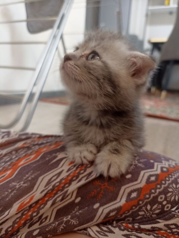 Продаётся котенок , вислоухий британец