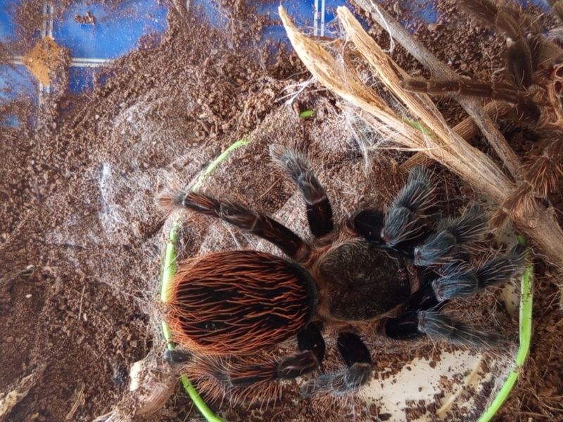 Tarantula sotiladi Tarantula sotiladi