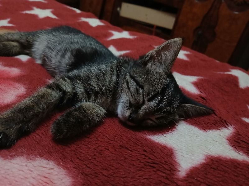 Продаётся кошка. Продаётся кошка.