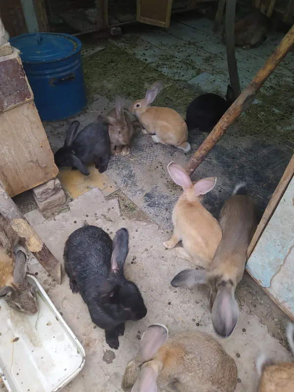 Продаётся кролики Продаётся кролики