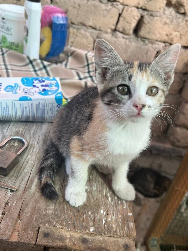 Бесплатно котята в добрые руки Бесплатно котята в добрые руки