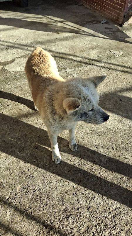 It kerak Akita inu zoti erkakagi kerak ayol kuchuga qoʻshishga