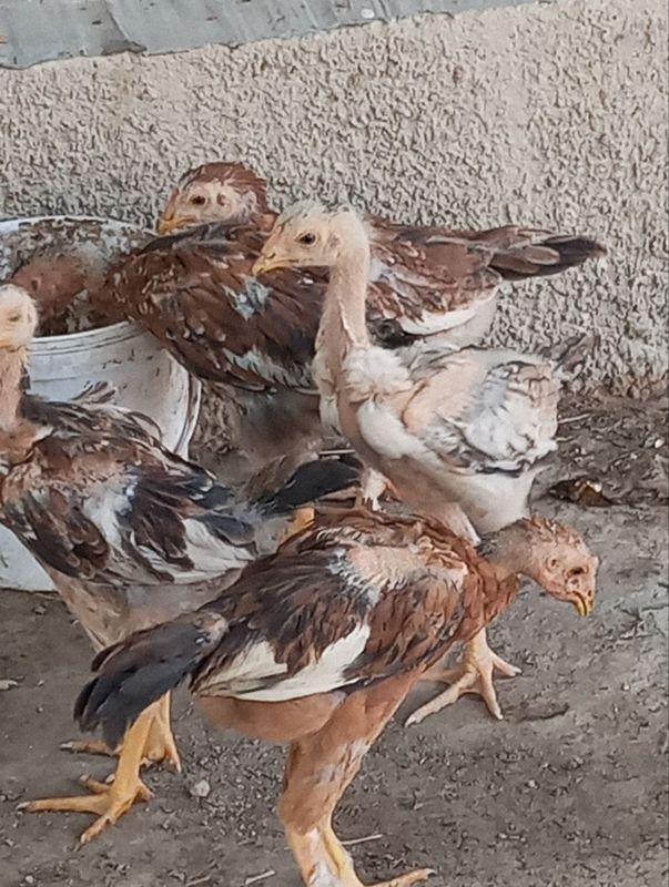 Joʻjalar dakan parodali (kulangi) Joʻjalar dakan parodali (kulangi)