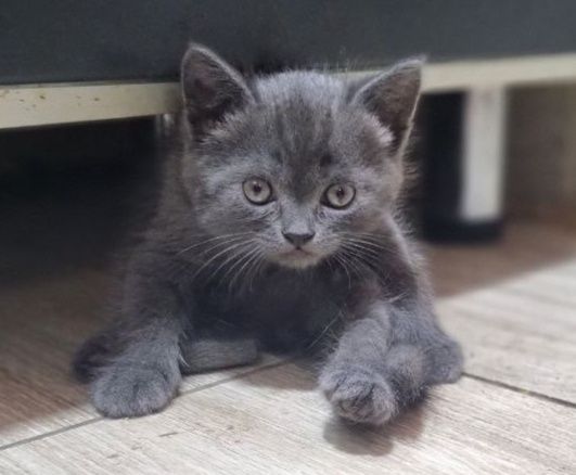 Скотти Страйтт основательные мальчишки.