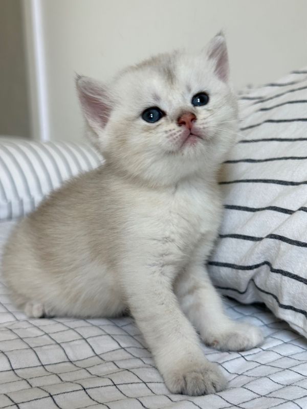 Шотландские котята Шотландские котята