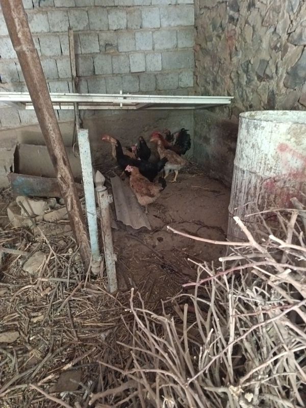 Продам домашние курицы 12 шт
