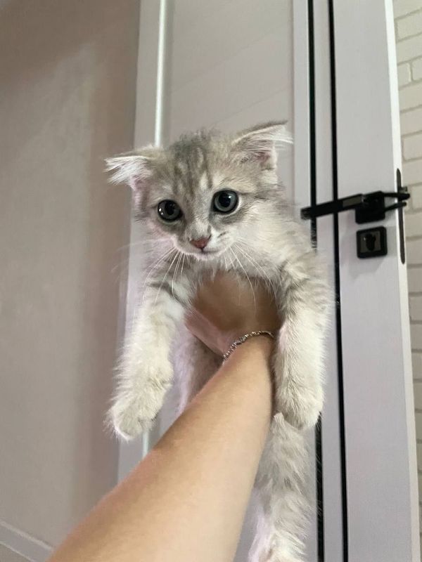 Котенок скотиш фолд Котенок скотиш фолд