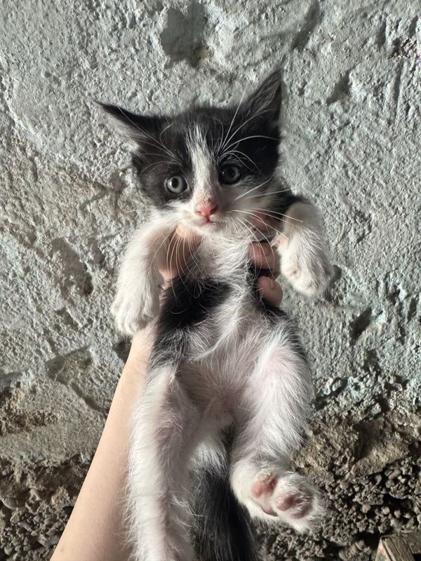 котята домашние бесплатно