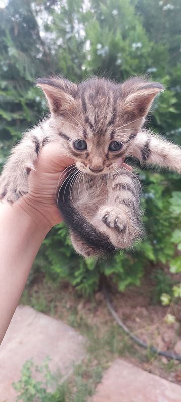 Отдам даром котята домашние Отдам даром котята домашние