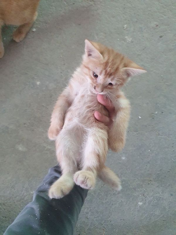 Котята, Mushukchalar