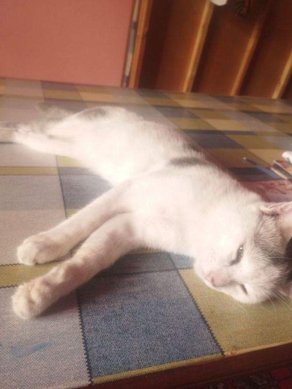 Mushuk oq va kul rang Mushuk oq va kul rang