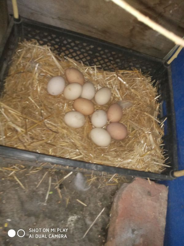 Toza brama tuxumlari bor Toza brama tuxumlari bor