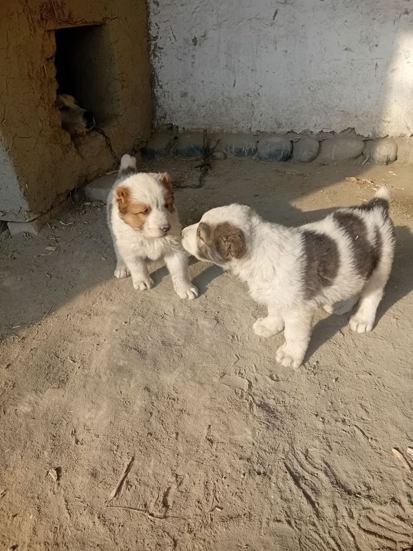 Alabay 1.5 oylik bollari sotilada rasmdagi otasi tel raqam: