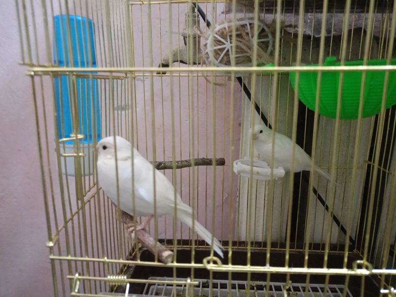 Kanareyka oq tayyor para Kanareyka oq tayyor para