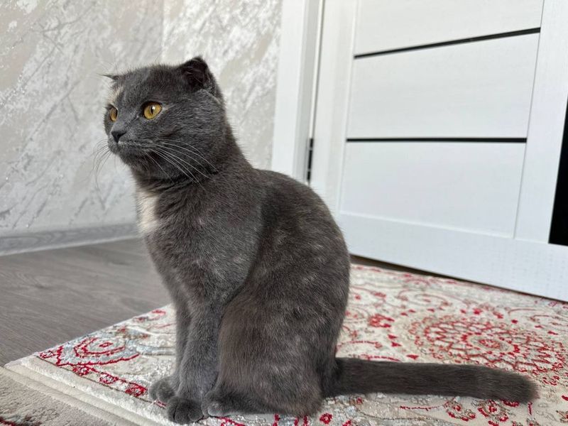 Scottish fold sotiladi Scottish fold sotiladi