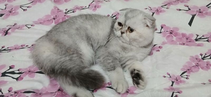 Toza zot shinshila