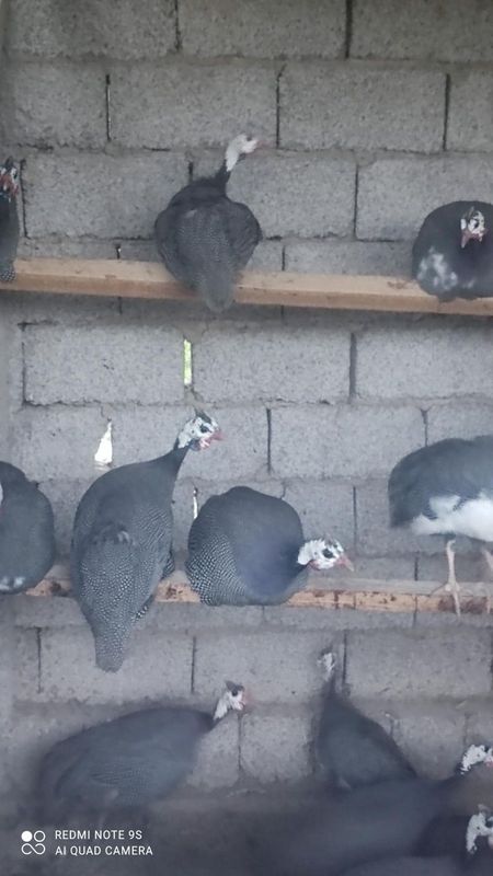 Sesarka sotiladi Sesarka sotiladi