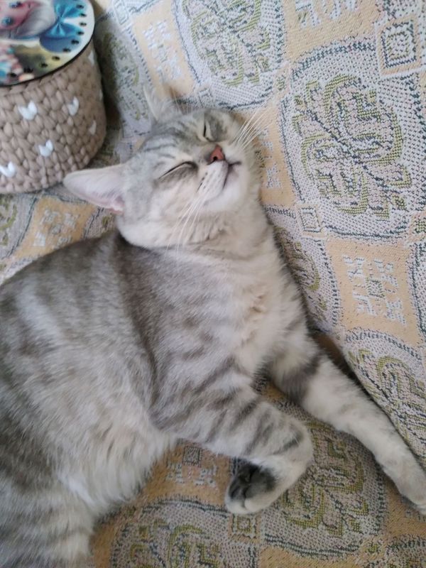потерялся кот. Отзывается на имя "Ари"