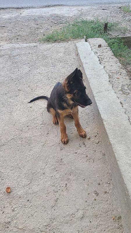 Avcharka nemis 3 oylik