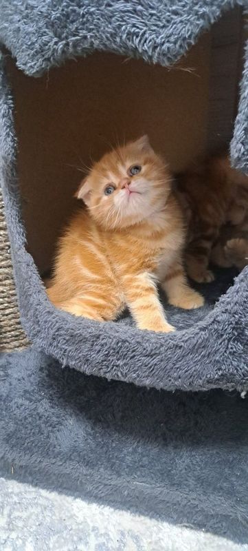 Продаётся котята Продаётся котята
