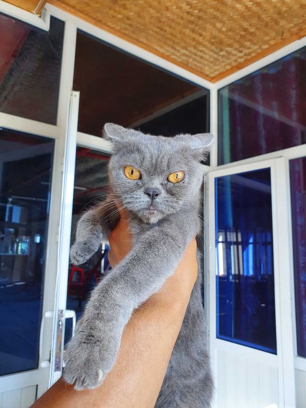 British shorthair qiz mushuk sotiladi.Toza paroda haqiqiy klassik rang British shorthair qiz mushuk sotiladi.Toza paroda haqiqiy klassik rang