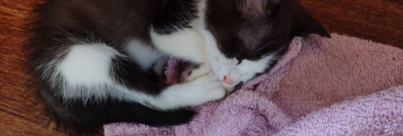 Отдам бесплатно котёнка Отдам бесплатно котёнка