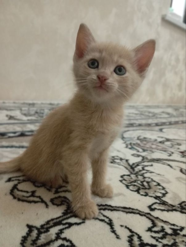 Продаются котята Продаются котята