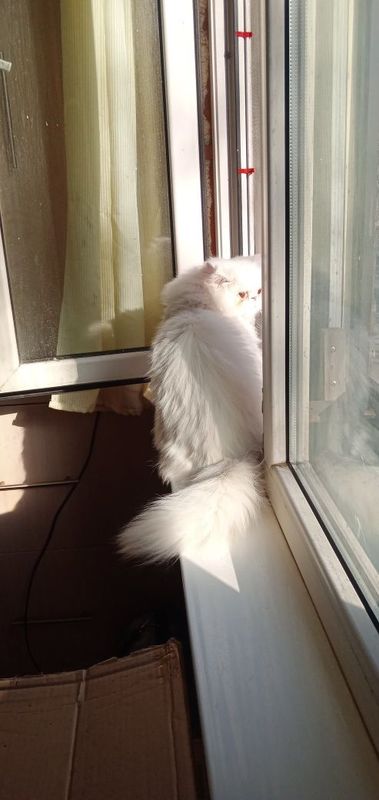 Персидский кот приглашает на вязку Персидский кот приглашает на вязку