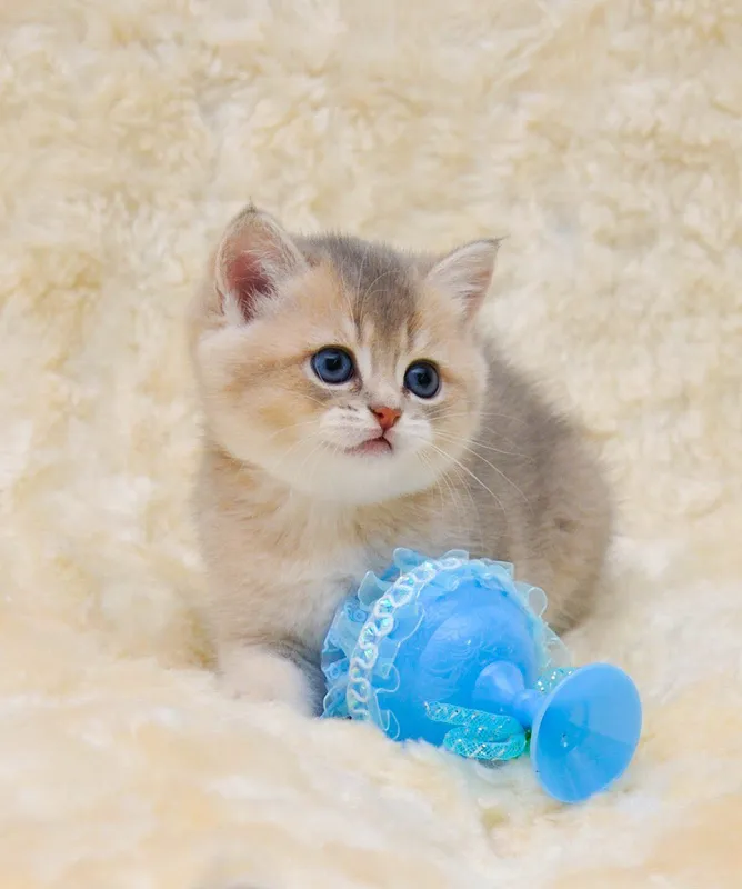 Чистокровная девочка британка