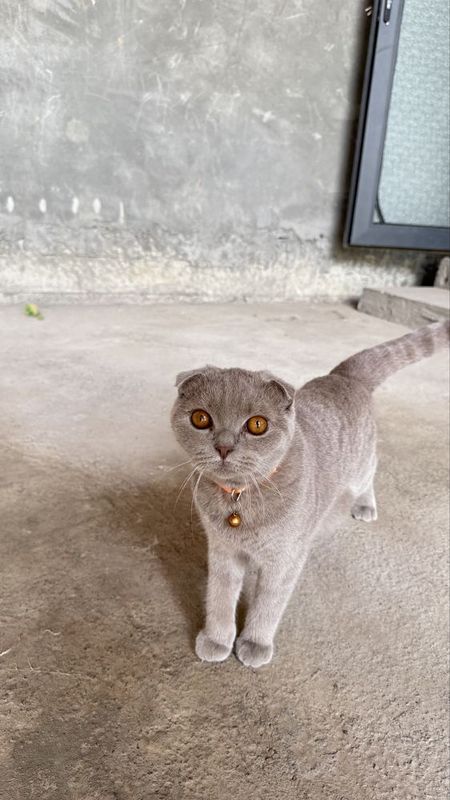 Brtitanskiy Scottish fold sotiladi Brtitanskiy Scottish fold sotiladi