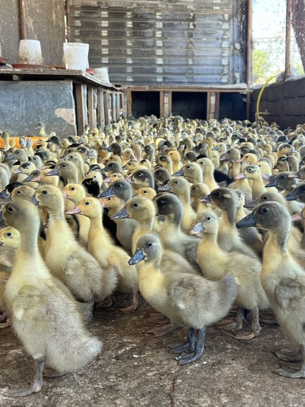 Pekin agidel goluboy favorit ordaklar Pekin agidel goluboy favorit ordaklar