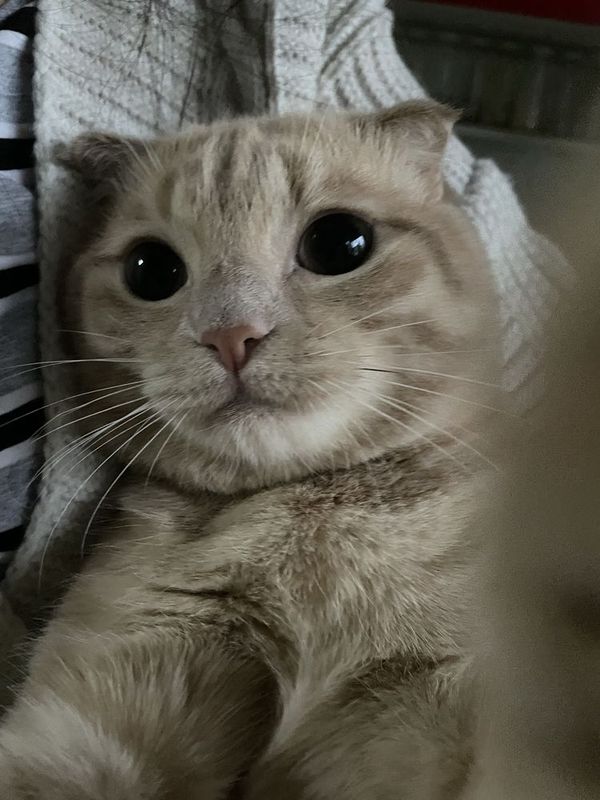 Кот взрослый пародистый Кот взрослый пародистый