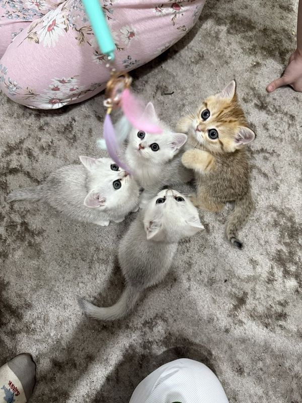 Продаю котят родословная британская шиншила Продаю котят родословная британская шиншила