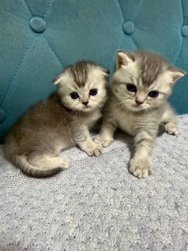 Mushukchalar , Babycats Mushukchalar , Babycats