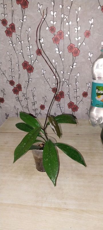 Продам цветок хойя Продам цветок хойя