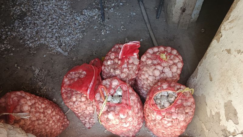 Chesnok , sarimsoq piyoz