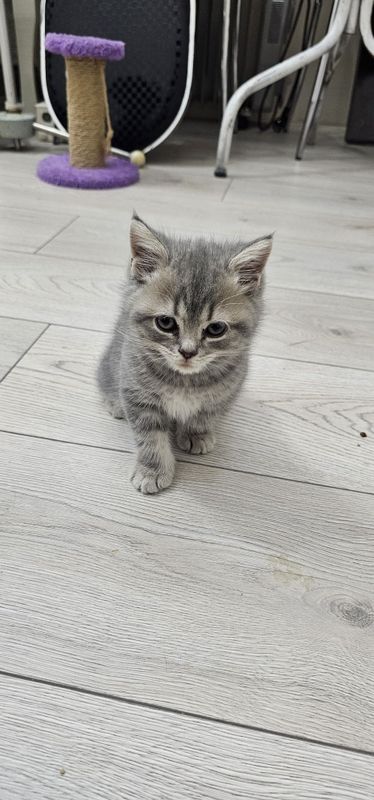 Продаётся Scottish fold и Scottish Straight Продаётся Scottish fold и Scottish Straight