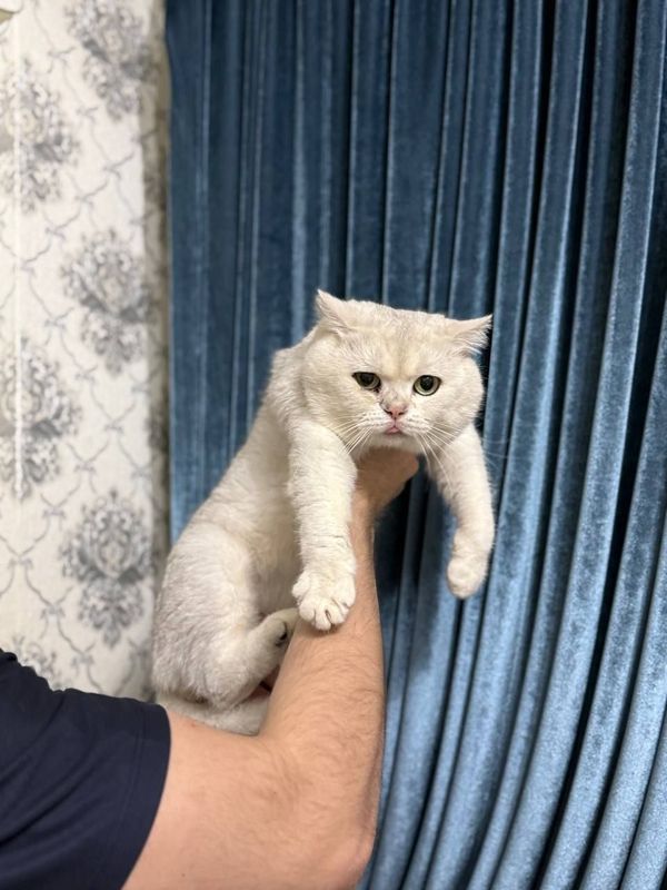 Vyazkaga mujikim mani Vyazkaga mujikim mani