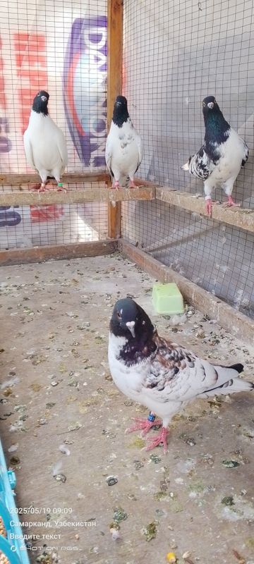 Eron kora boshlar sotiladi Eron kora boshlar sotiladi