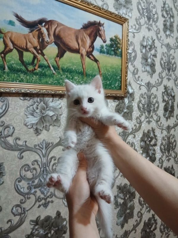 Продаются котята турецкая ангора Продаются котята турецкая ангора