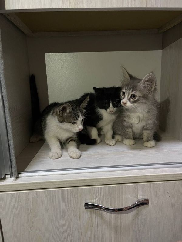 Бесплатно котята Бесплатно котята