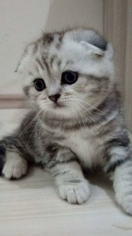Дикаративный вислоухи кот Дикаративный вислоухи кот