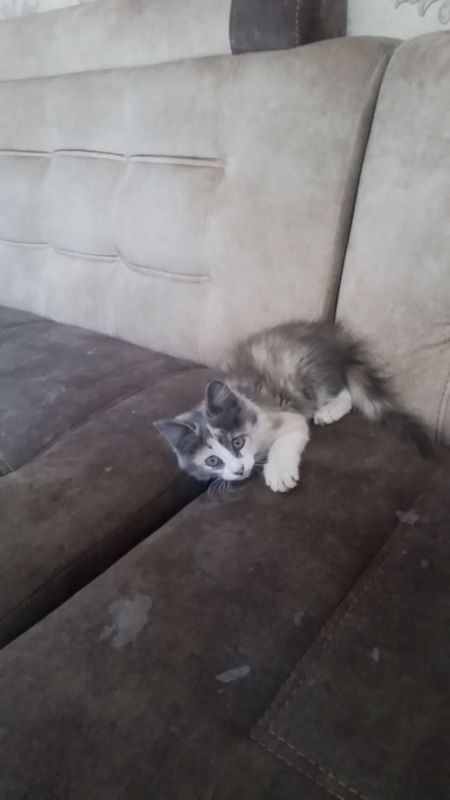 Котёнок мейн кун