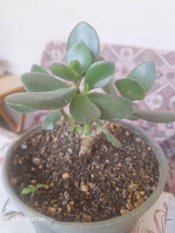 Gullar sotladi