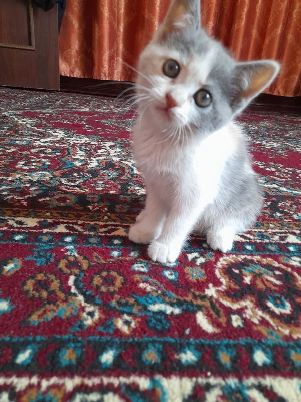 Mushig. .. Mushig. ..
