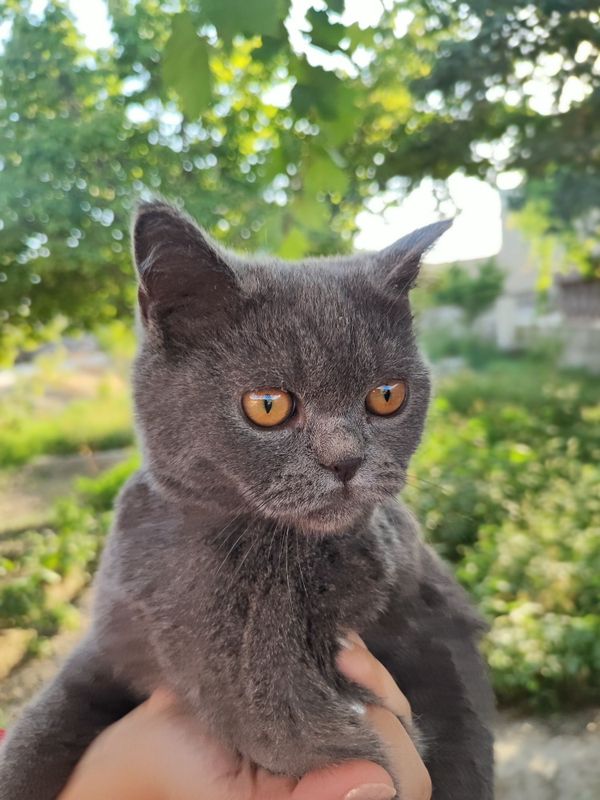Продается шотландский прямоухий кот (scottish straight)