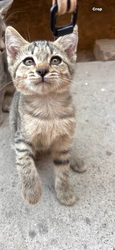 Mushaklar yaxshi qoʻllarga