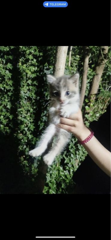 Котенок, отдам в хорошие руки Котенок, отдам в хорошие руки