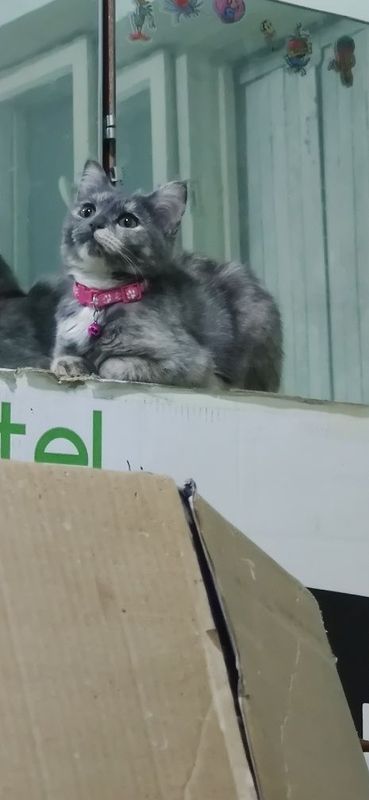 Mushuklar sotiladi Mushuklar sotiladi